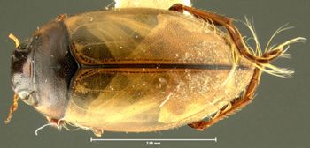 Media type: image;   Entomology 15948 Aspect: habitus dorsal view